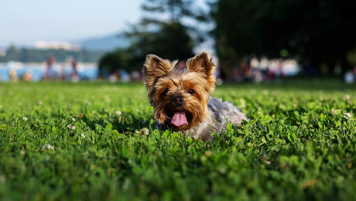 Tibetan best sale terrier shedless